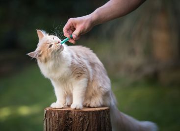 Erste-Hilfe-Kurse für Katzen