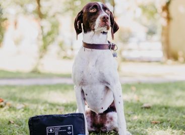 Erste-Hilfe-Kurse für Hunde