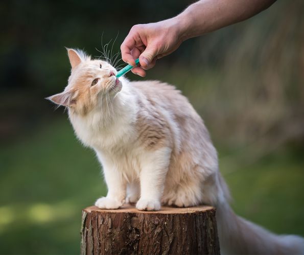 Erste-Hilfe-Kurse für Katzen / Spritze