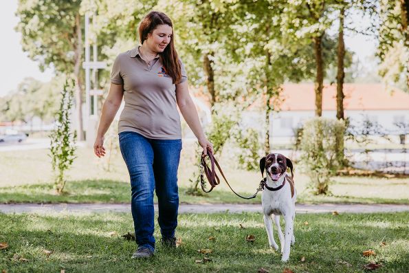Hundeführerschein-Kurse