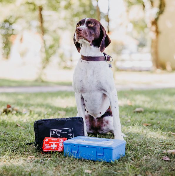 Erste-Hilfe-Kurse für Hunde / Verbandskasten